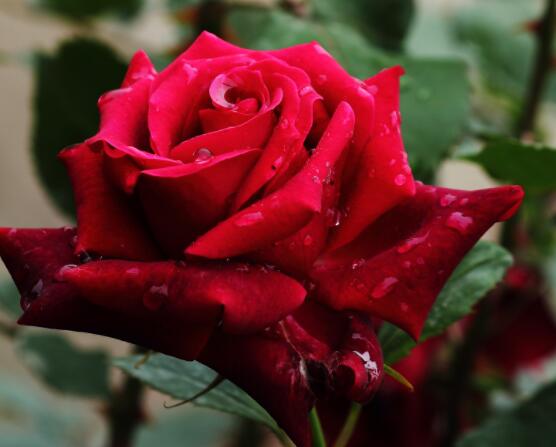 玫瑰花語(yǔ)有哪些，代表著我愛你(濃濃的愛情)