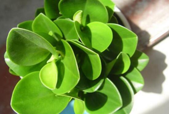 碧玉葉子發(fā)黃怎么辦，教你五步讓它重新恢復(fù)生機(jī)