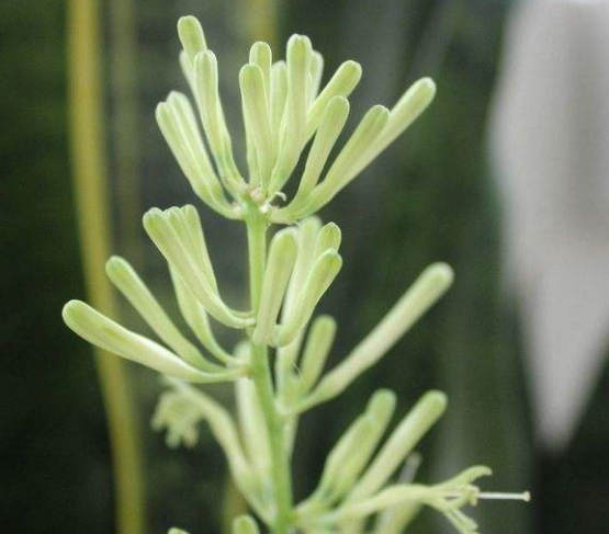 蘭花什么時候開花，不同品種開花時間不盡相同