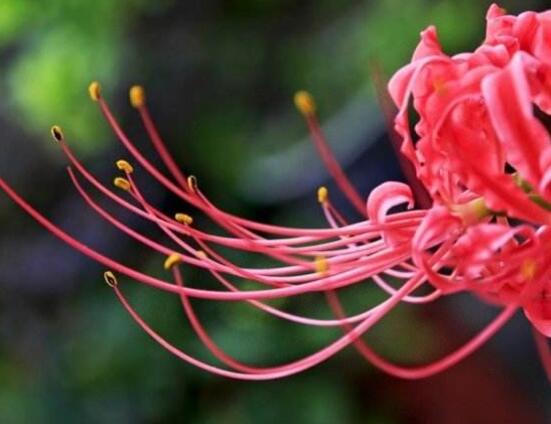 彼岸花怎么種植，老農(nóng)總結(jié)七大種植方法