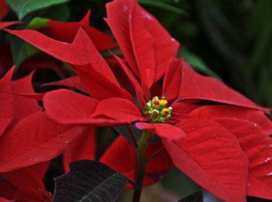 一品紅花怎么養(yǎng)， 做好七個(gè)要點(diǎn)生長(zhǎng)的郁郁蔥蔥、紅紅火火