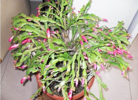 蟹爪蘭不開(kāi)花的原因，蟹爪蘭怎么修剪開(kāi)花多