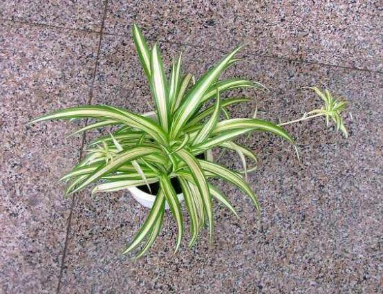 金心吊蘭的養(yǎng)殖方法及注意事項(xiàng)，9種方法幫你把金心吊蘭養(yǎng)爆盆