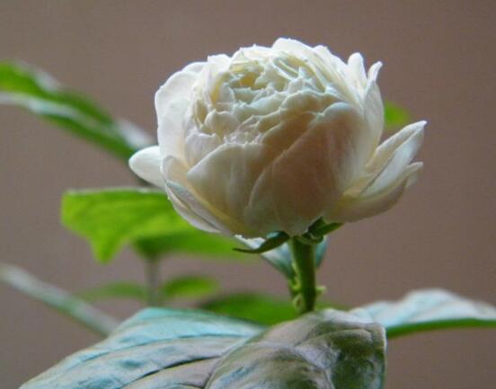 茉莉花施什么肥好，茉莉花施磷鉀肥和有機(jī)肥最好