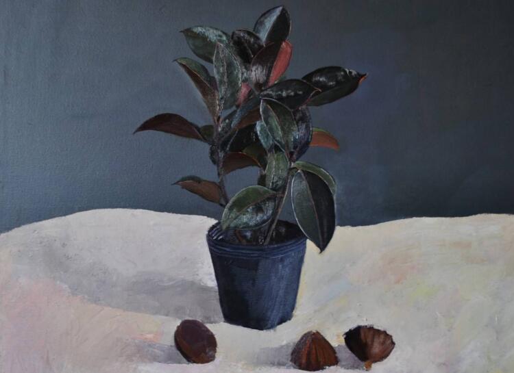 橡皮樹(shù)落葉子怎么回事，中自然原因和病害5種原因造成的