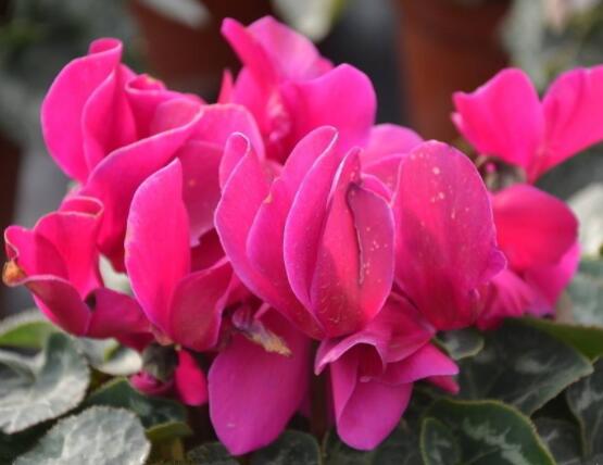 仙客來的養(yǎng)殖方法和注意事項大全，老農(nóng)總結(jié)七大基本養(yǎng)殖方法