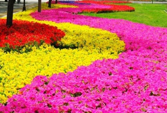 牽?；ㄔ趺词┓?，牽?；ㄊ┓史椒? src="/zhiwu/d/file/p/2019/05-27/d85ae526cd3049198eaa52b626b52250.jpg" style="width: 558px; height: 395px;" / data-RMem="OKYBqS"></p>
<p data-HhNn="1hzmDQ">
	<strong data-vktG="bnwtnI">4、</strong>在牽?；ǖ纳L(zhǎng)初期時(shí)候，不要施肥太勤，應(yīng)該隨著牽?；ㄉL(zhǎng)的加速，每半個(gè)月就可以施肥一次，可以令牽牛花花開不斷，如果肥料缺乏會(huì)嚴(yán)重影響長(zhǎng)勢(shì)。</p>
<p style="text-align: center;" data-70FO="NKiCKH">
	<img alt=