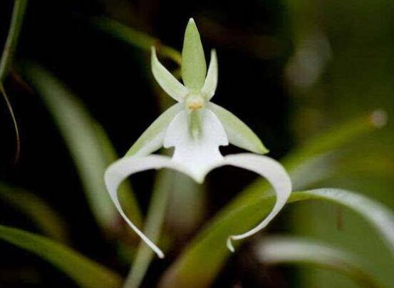 好看蘭花圖片及品種欣賞，觀葉勝觀花、高潔典雅