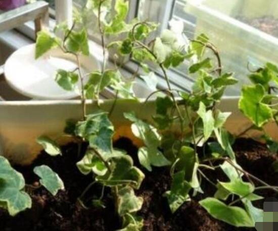 常春藤如何扦插，插蕙盆土剪刀花盆消毒液缺一不可