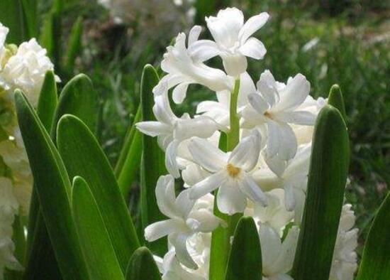 風信子的花期有多長，風信子不開花怎么辦