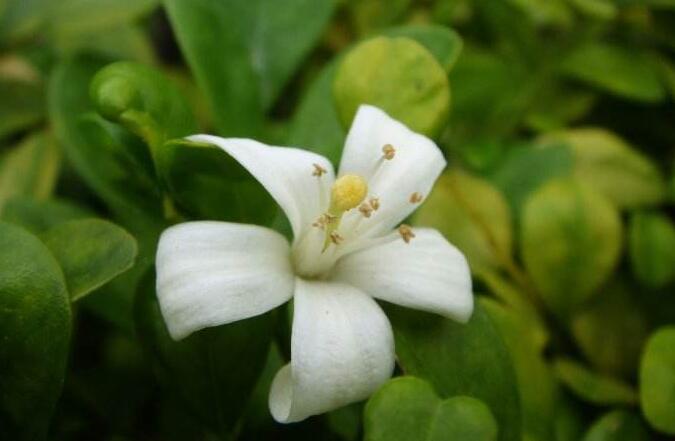 九里香花可以吃嗎，能吃/但是常被當(dāng)做藥物使用