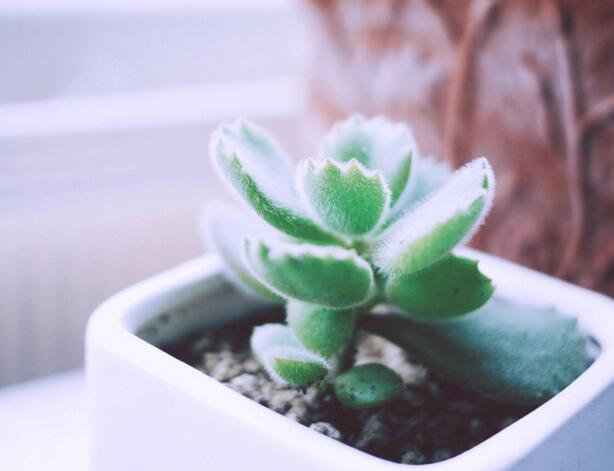 熊童子爛根了怎么辦，要及時的減少水份的補給和更換土壤