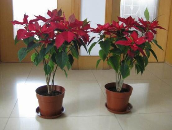 怎樣讓一品紅長(zhǎng)不高，一品紅長(zhǎng)不高方法