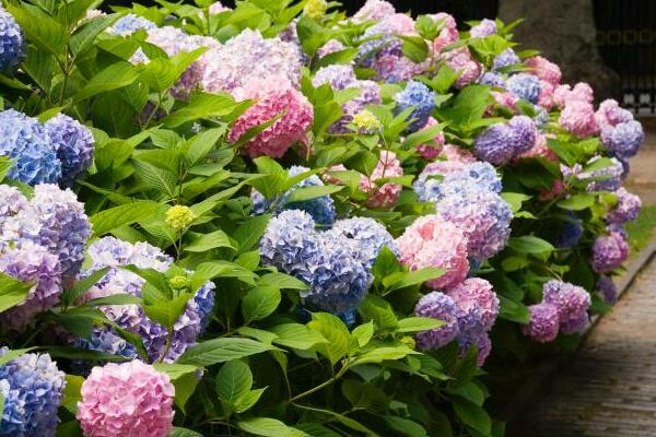 繡球花扦插方法和時間，春秋兩季最適合桿插