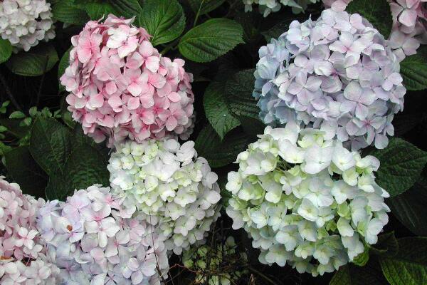 瓊花和繡球花的區(qū)別，最大的區(qū)別就是科屬不同