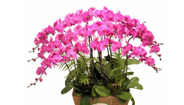 蝴蝶蘭的花期有多長，蝴蝶蘭花期可以施肥嗎