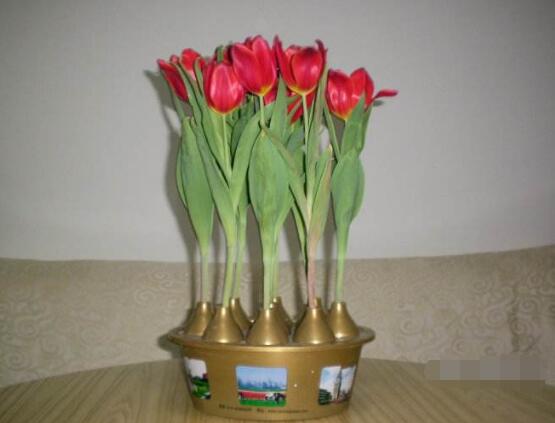 如何水培郁金香，3個簡單步驟輕松學(xué)會