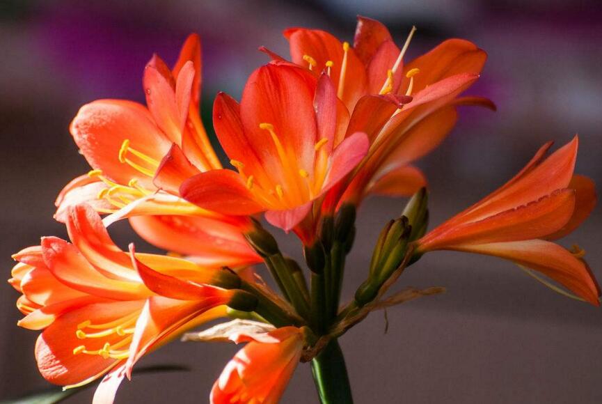 君子蘭葉子發(fā)黃腐爛該怎么辦，要從澆水過多和施肥過多等原因追查