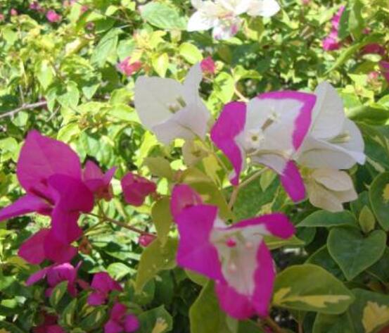 三角梅怎么剪枝，教你三種簡(jiǎn)單易學(xué)的方法