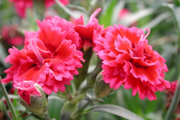 表達(dá)愛(ài)意的花有哪些，玫瑰/康乃馨/百合花/蝴蝶蘭等