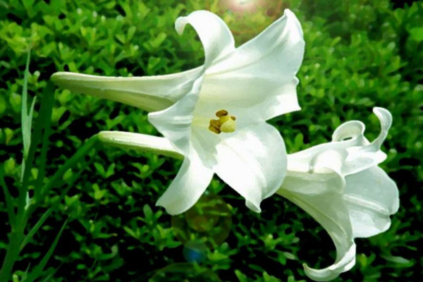 百合養(yǎng)殖方法和注意事項(xiàng)，保證土壤呈微酸性半月施肥一次