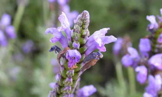 薰衣草有毒嗎，薰衣草可以放在臥室嗎/無毒放心養(yǎng)殖