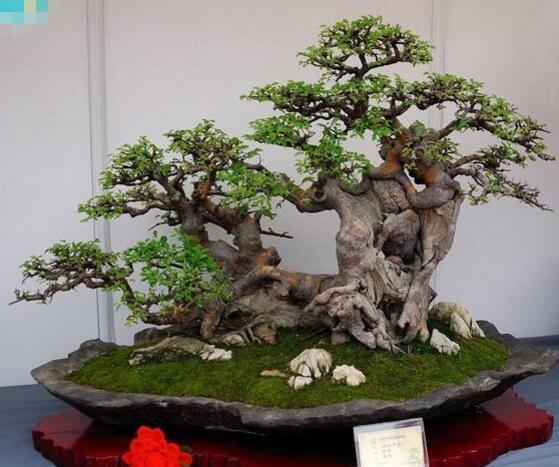 榕樹盆景怎么修剪，榕樹盆景修剪方法