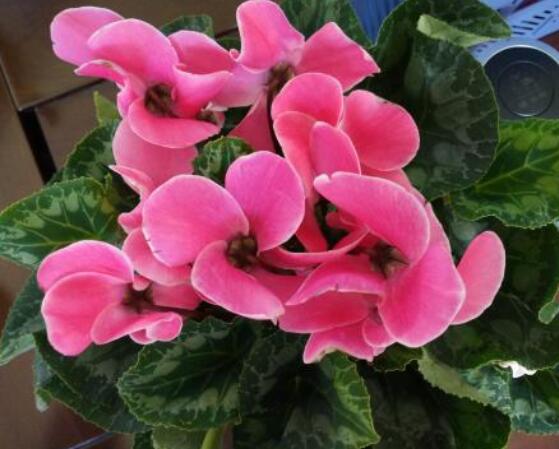 仙客來葉子蔫了怎么辦，主要由最直觀三種原因?qū)е? src="/zhiwu/d/file/p/2019/05-27/7d40e1b0f66bd9afba5ae1ca2f654149.jpg" style="width: 557px; height: 406px" / data-DSNE="b92EmB"></strong></p>
<p data-LW4h="Eeue9e">
	仙客來葉子焉了主要就是澆水不合理導(dǎo)致的，例如在澆水過程中，因澆水過多導(dǎo)致盆土積水嚴(yán)重，繼而出現(xiàn)爛根現(xiàn)象，最后葉子發(fā)焉現(xiàn)象。生長期間因需大量的水分，因長期澆水不足，則其生長無法充分進(jìn)行，也會(huì)致使發(fā)焉。</p>
<p data-tQVj="SsxASV">
	<img alt=