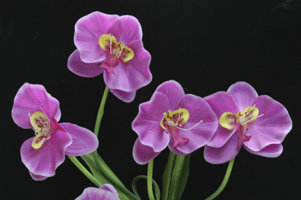 送蝴蝶蘭代表什么意思，夸贊女性/我愛(ài)你/友情深厚等