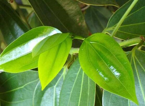 平安樹葉子耷拉怎么辦，三種原因以及解決辦法