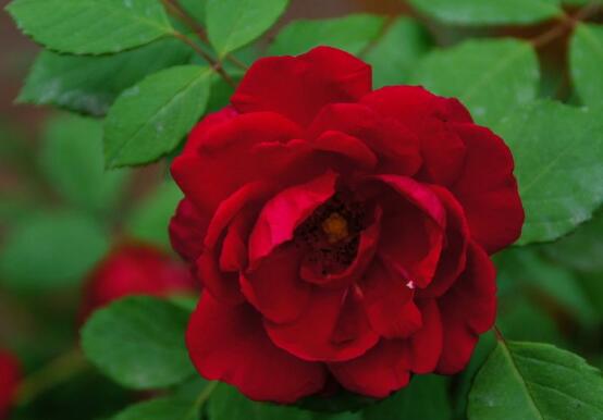 薔薇花的花語大全，細(xì)數(shù)薔薇花九大品種花語