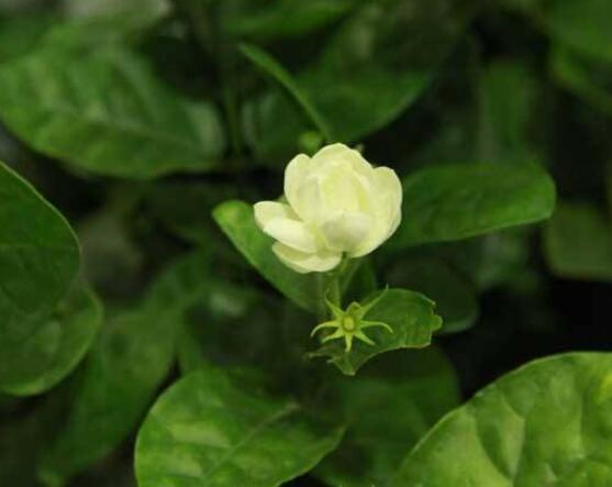 室內(nèi)養(yǎng)茉莉好嗎，殺滅病菌、美化環(huán)境、清神醒目