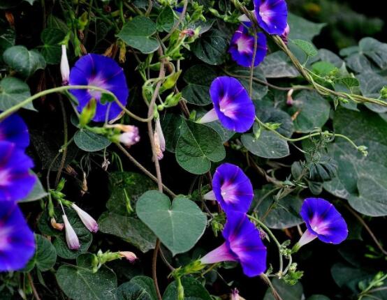 牽?；ǚN子要泡水嗎，只需要浸泡一個晚上即可