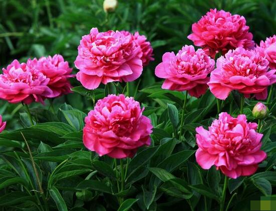 盆栽芍藥花的養(yǎng)殖方法，五個(gè)要點(diǎn)幫你生長(zhǎng)的青翠碧綠