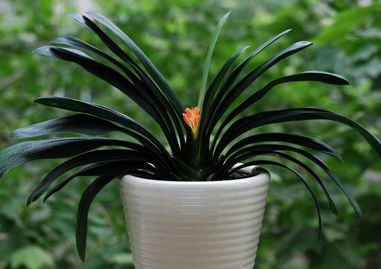 君子蘭怎么澆水，君子蘭澆啤酒的好處/促進生長