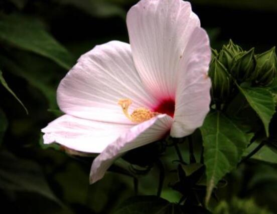 木芙蓉花的病蟲害及其防治，盤點(diǎn)四種常見病蟲害