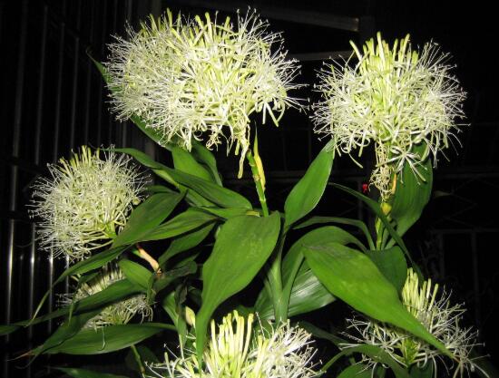 富貴竹會(huì)開(kāi)花嗎，富貴竹開(kāi)花意味著什么