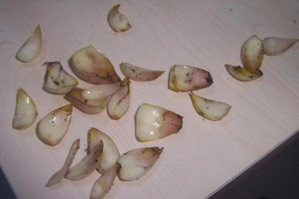 百合花扦插教程圖片，百合花鱗片扦插詳細步驟