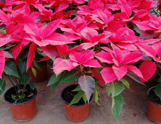 一品紅的功效與作用，盤點一品紅五大功效與作用