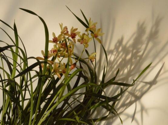 蘭花換盆后怎么澆水，等到第二、三天澆水最為適宜