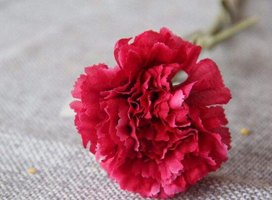 康乃馨有毒嗎，康乃馨能養(yǎng)在臥室嗎