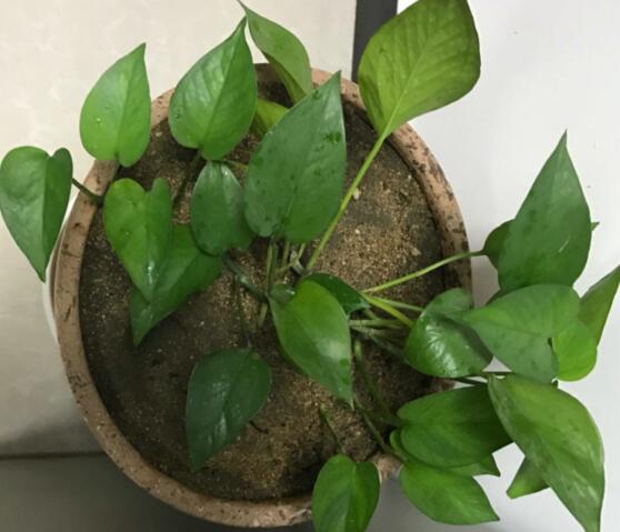 綠蘿有毒嗎，有毒千萬(wàn)別當(dāng)菜吃