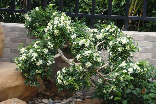 桂花樹種植技術(shù)，5步教你種好桂花樹