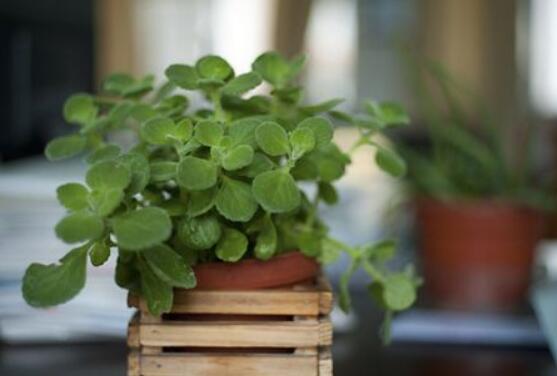 碰碰香冬天養(yǎng)殖方法，注意做好保溫保暖/減少澆水施肥