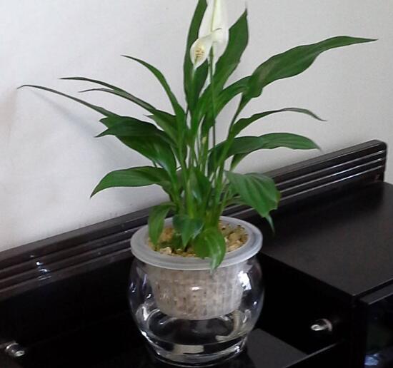 一帆風順可以水培嗎，一帆風順水培養(yǎng)殖方法