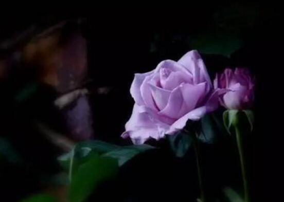 紫色薔薇花圖片，紫色薔薇花美麗傳說