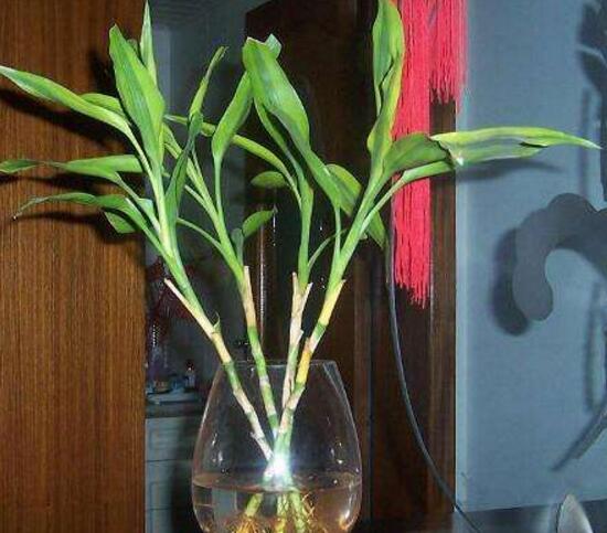 富貴竹怎么修剪，富貴竹修剪方法圖解