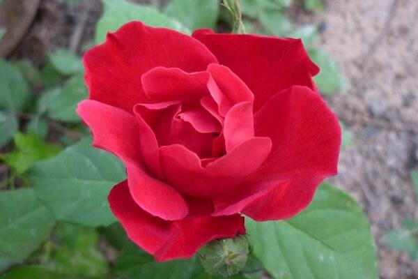 粉色薔薇花的花語，以及薔薇花花語大全