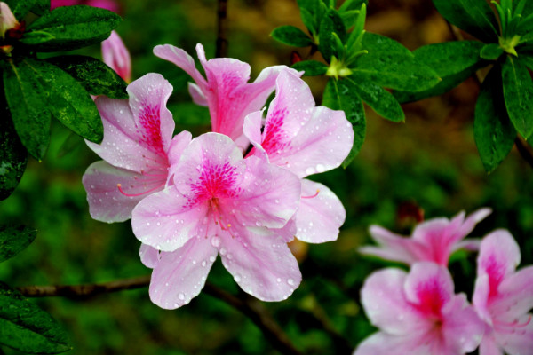 杜鵑花謝了后怎樣剪，修剪殘花和枯枝敗葉