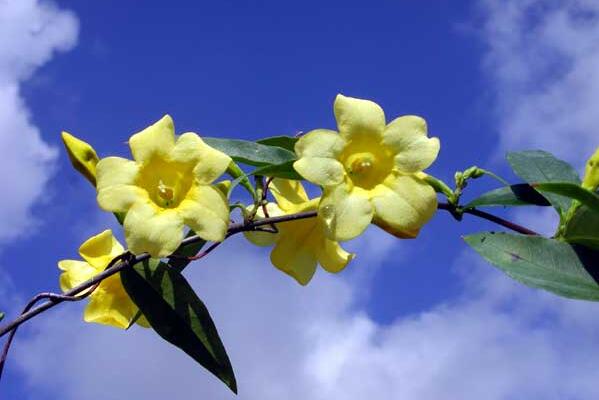 茉莉花夏天怎么養(yǎng)，控制施肥澆水得當(dāng)才能養(yǎng)得好